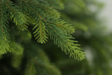 Umetno drevo Smreka NATURA 180 cm
